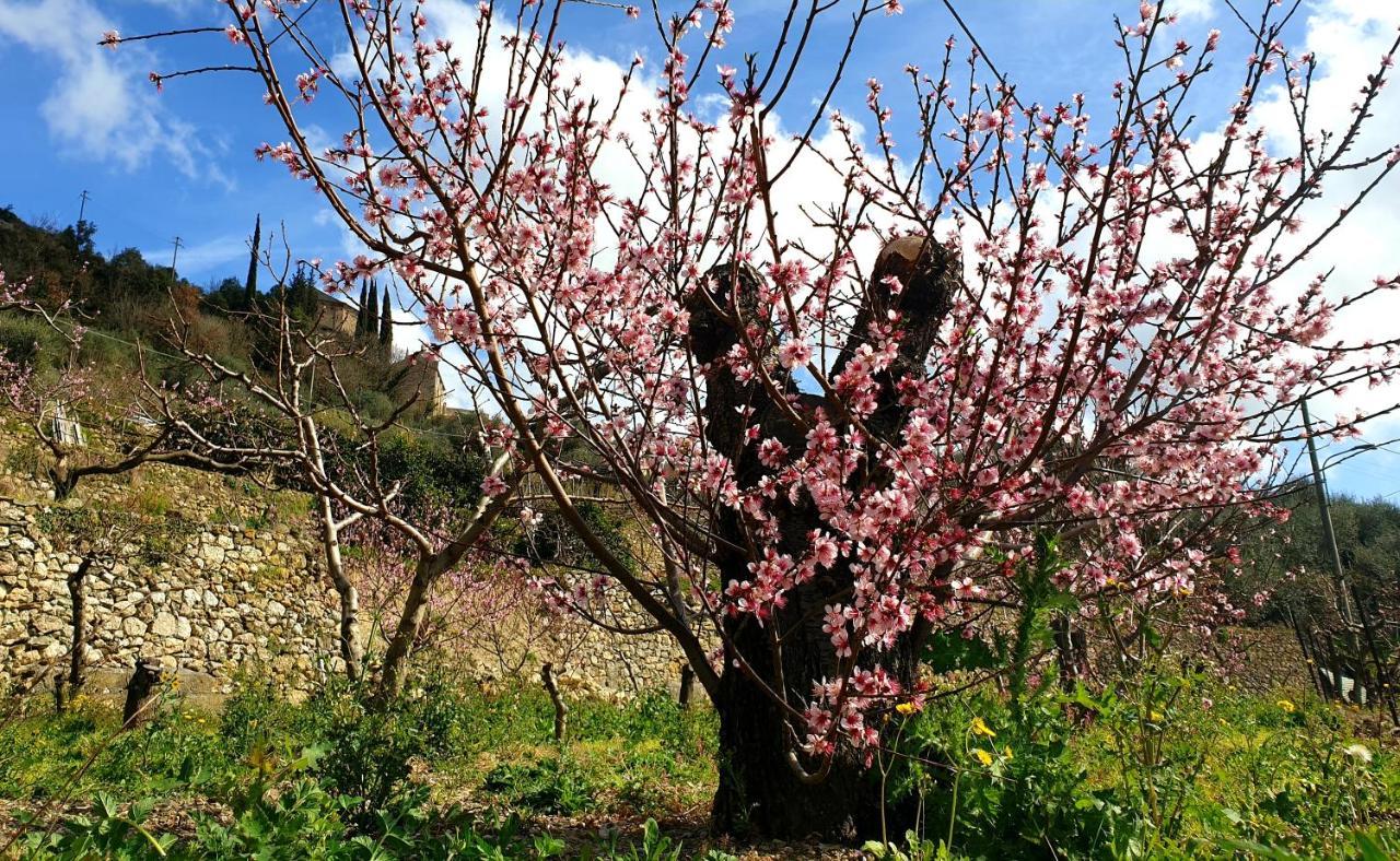 Agriturismo Alveare Villa Finale Ligure Buitenkant foto